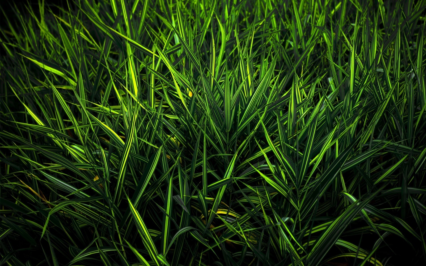 Дикая трава обои