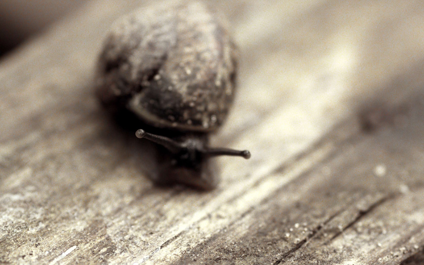 Улитка на ветке обои