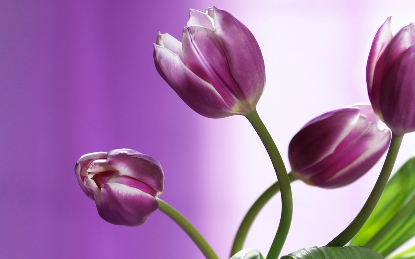 Сиреневые цветы обои