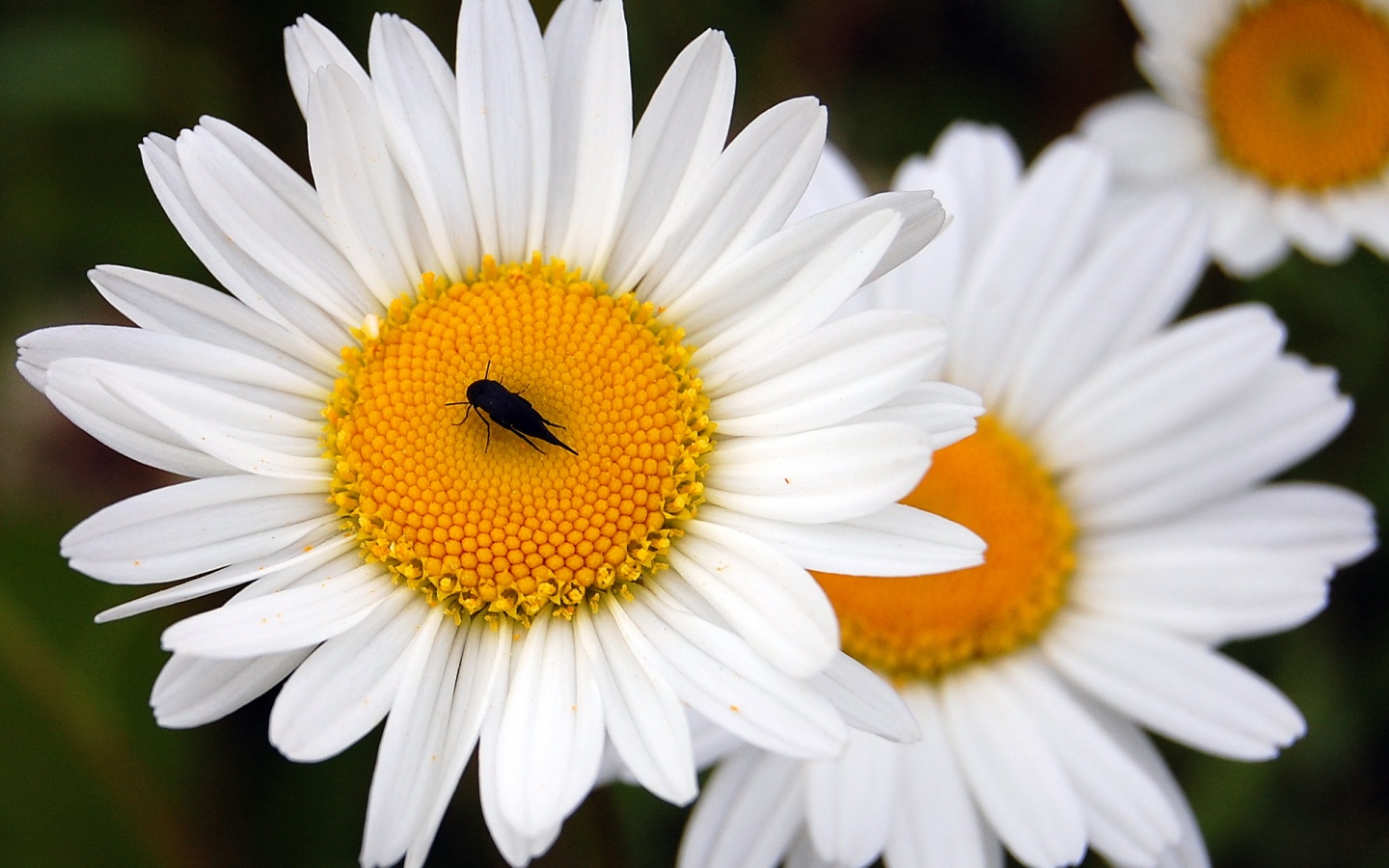 Ромашки обои