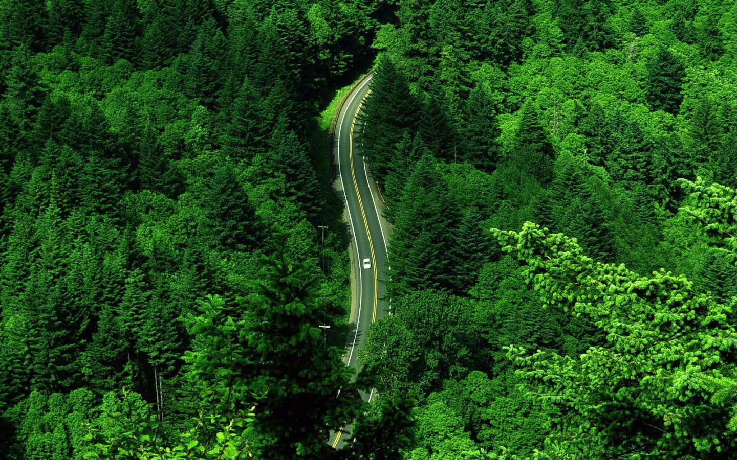 Лесная трасса обои