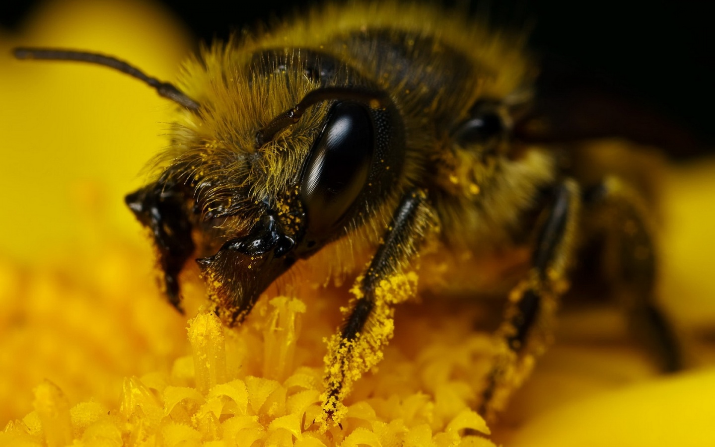 Пчела крупным планом обои