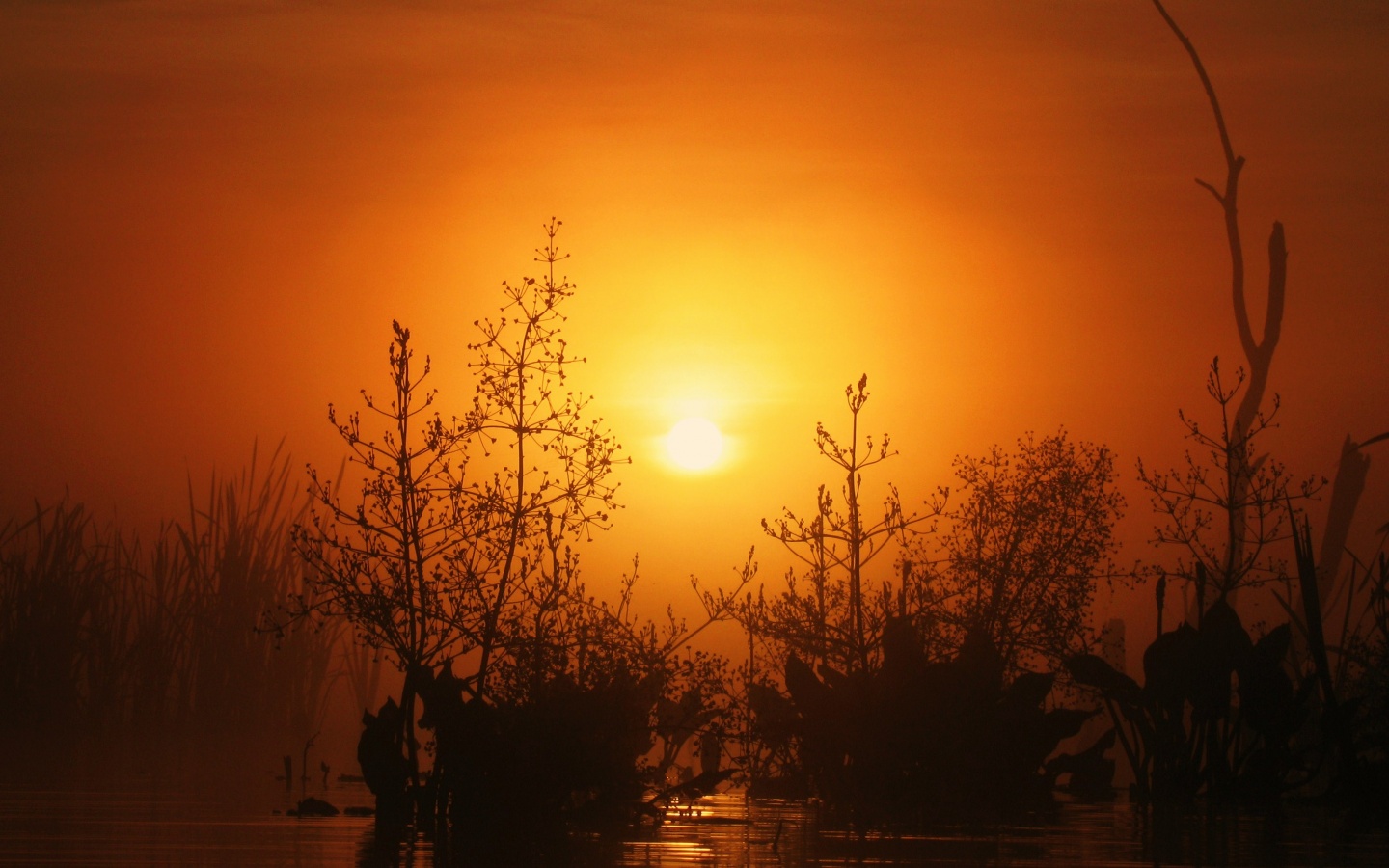 Доисторическое утро обои