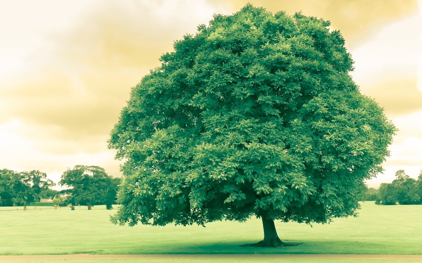 Зеленое ирландское дерево обои