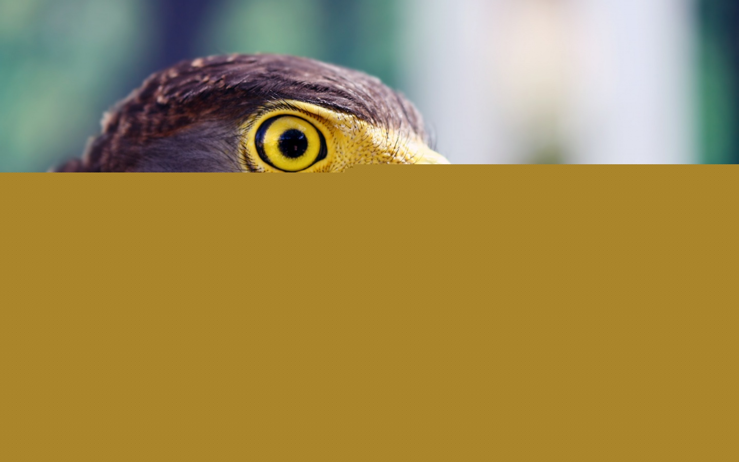 Взгляд орла обои
