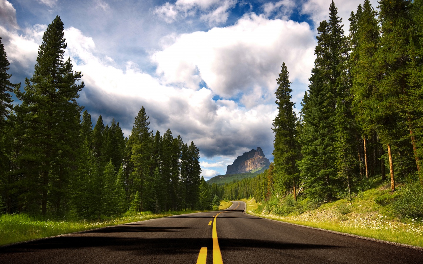 Красивая лесная дорога обои