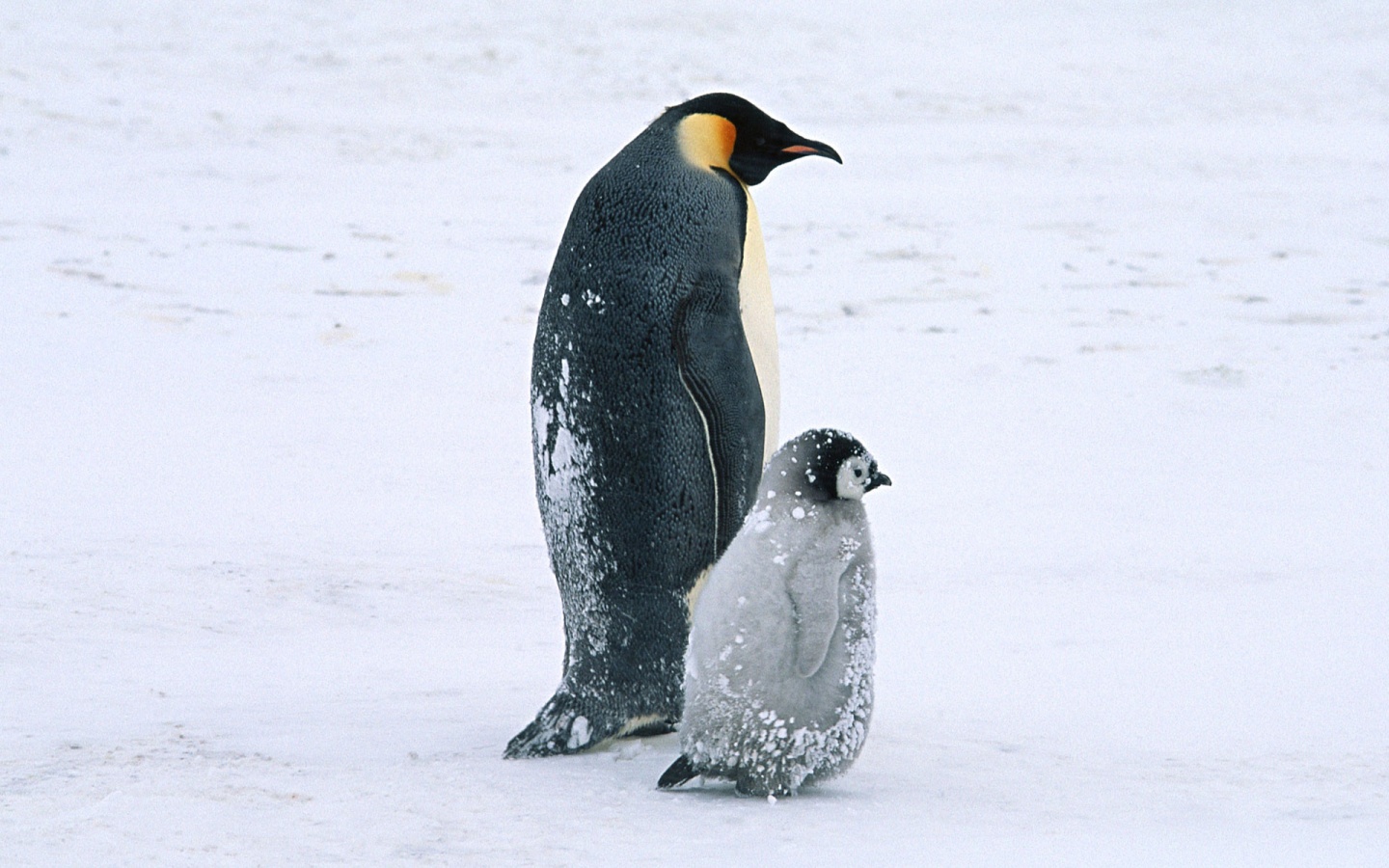 Пингвин с птенцом обои