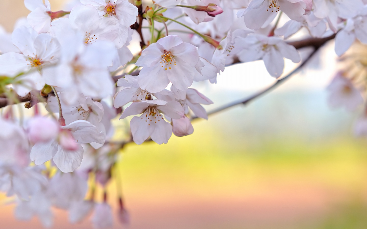 Цветение вишни обои