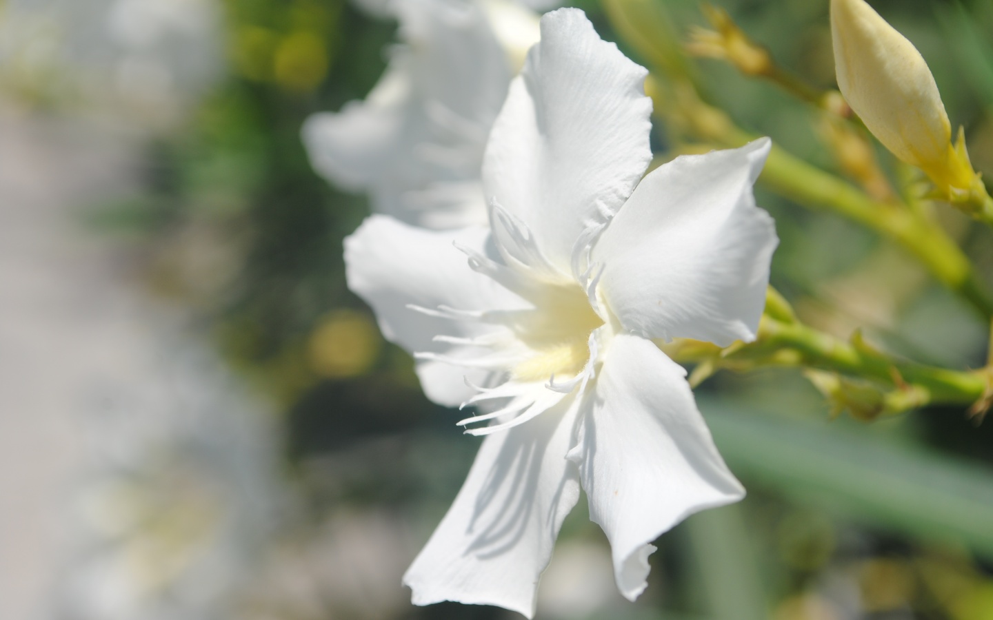 Эухарис, амазонская лилия обои