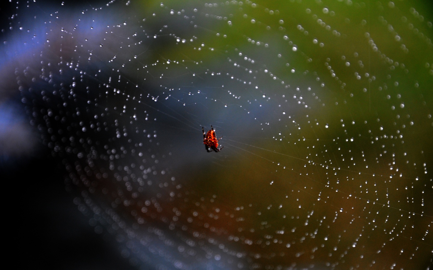 Паук на паутине обои