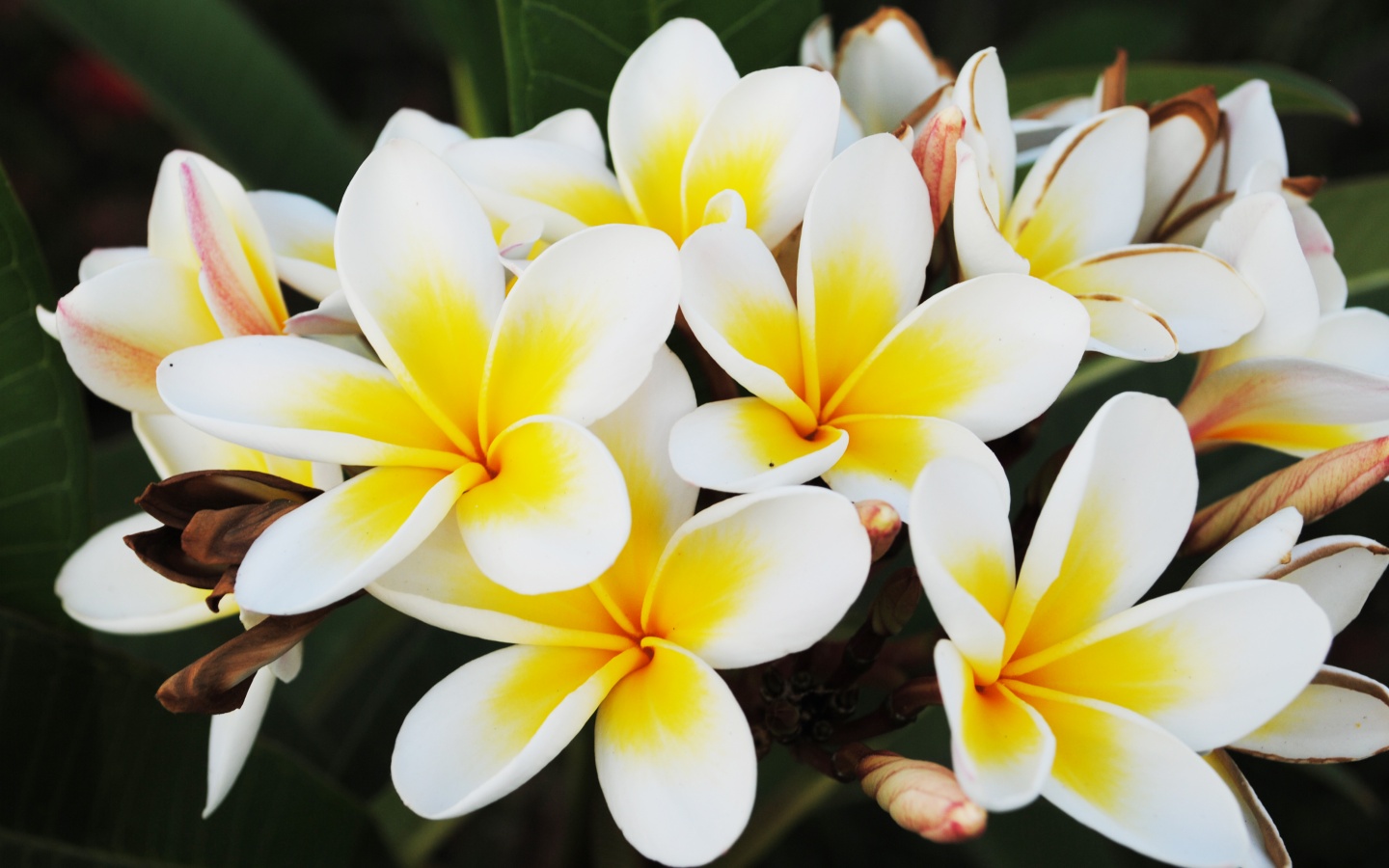 Прекрасные цветы обои