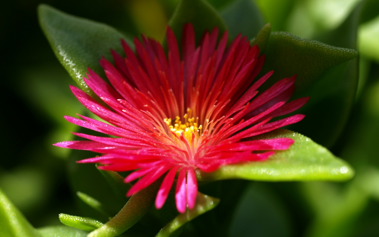 Чудесный цветок обои