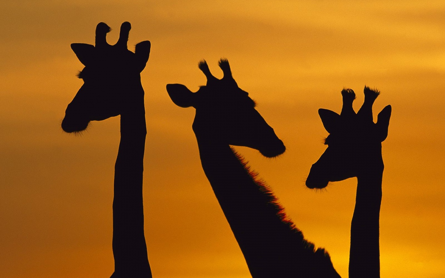 Три силуэта жирафов на фоне неба обои