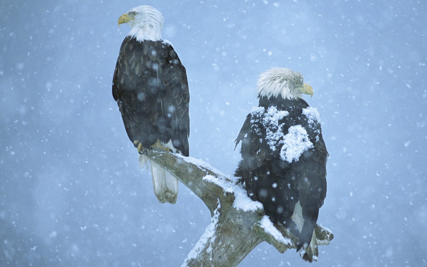 Орлы на ветке в снегопад обои