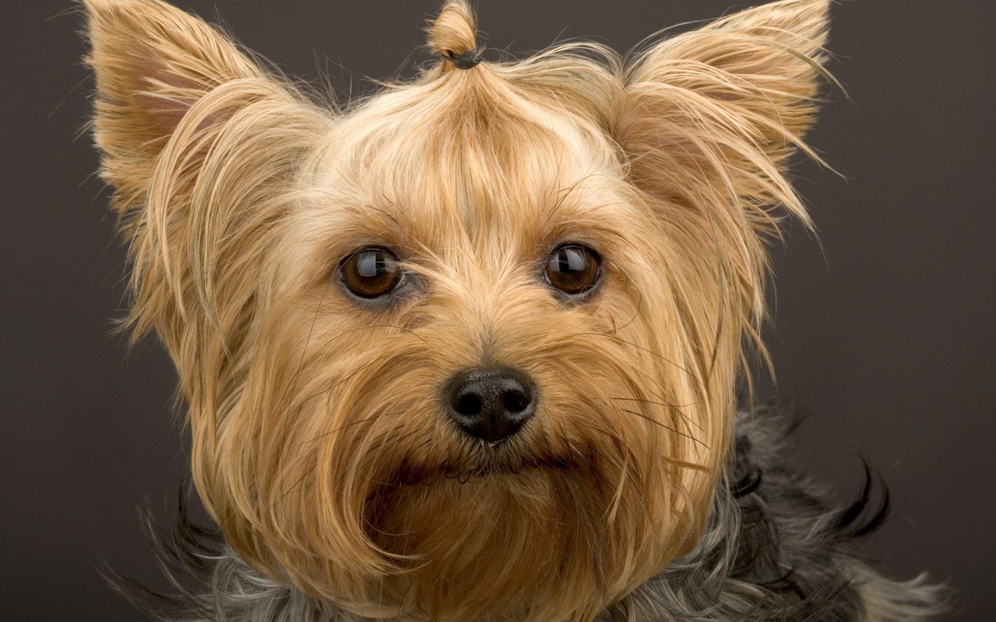 Йоркширский терьер обои