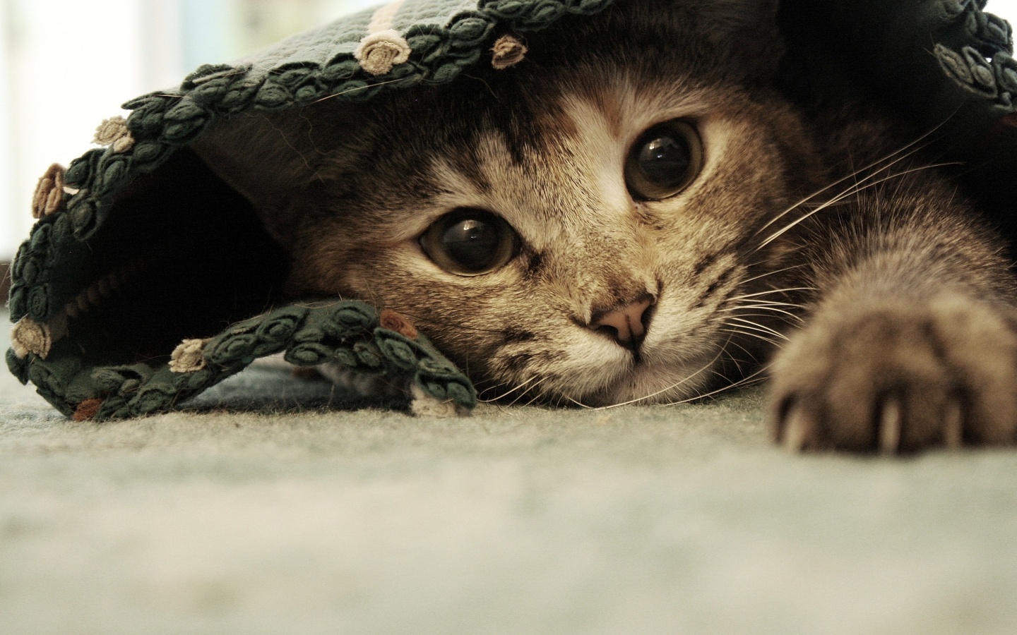 Кот под ковриком обои