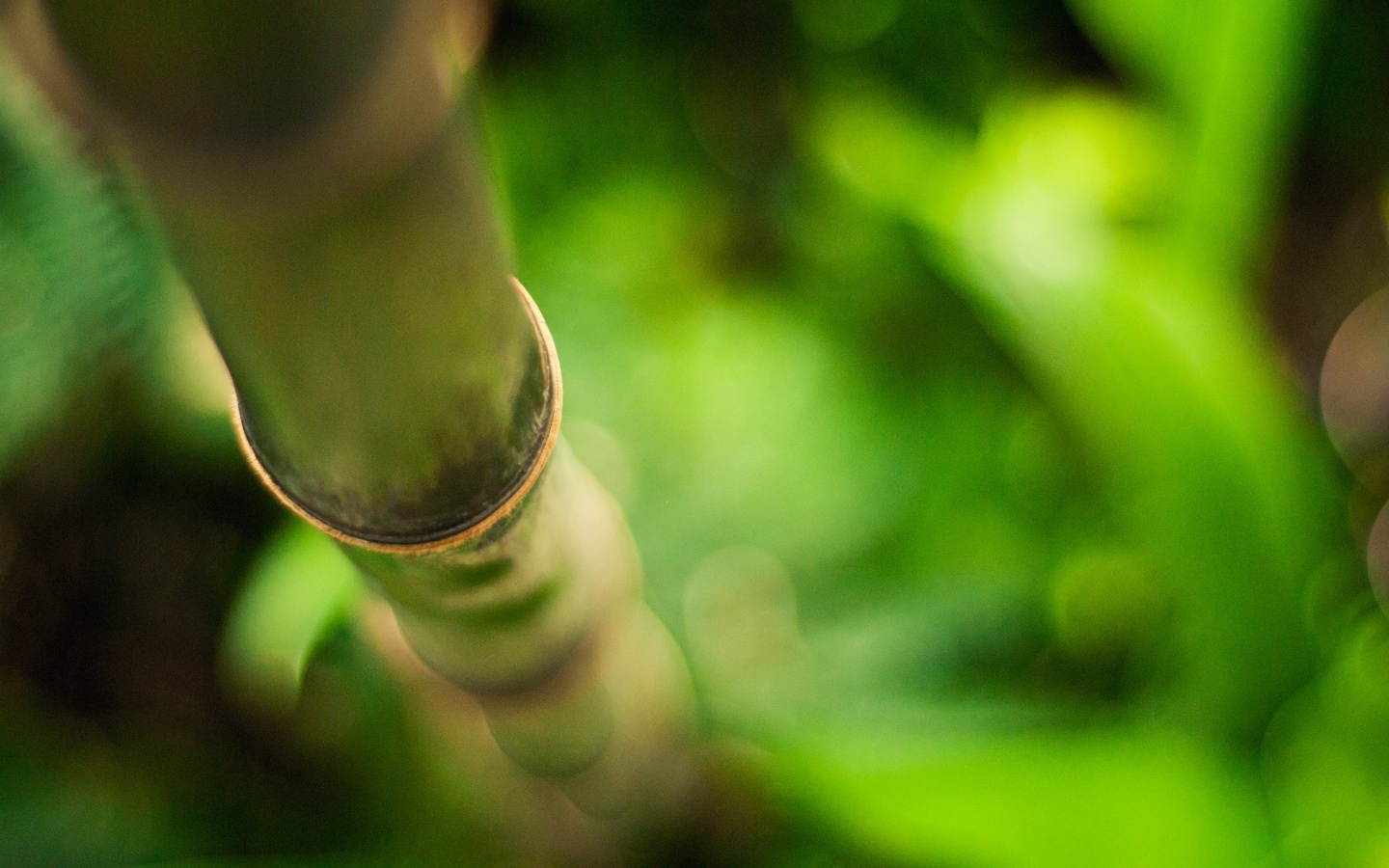 Бабмук растет обои