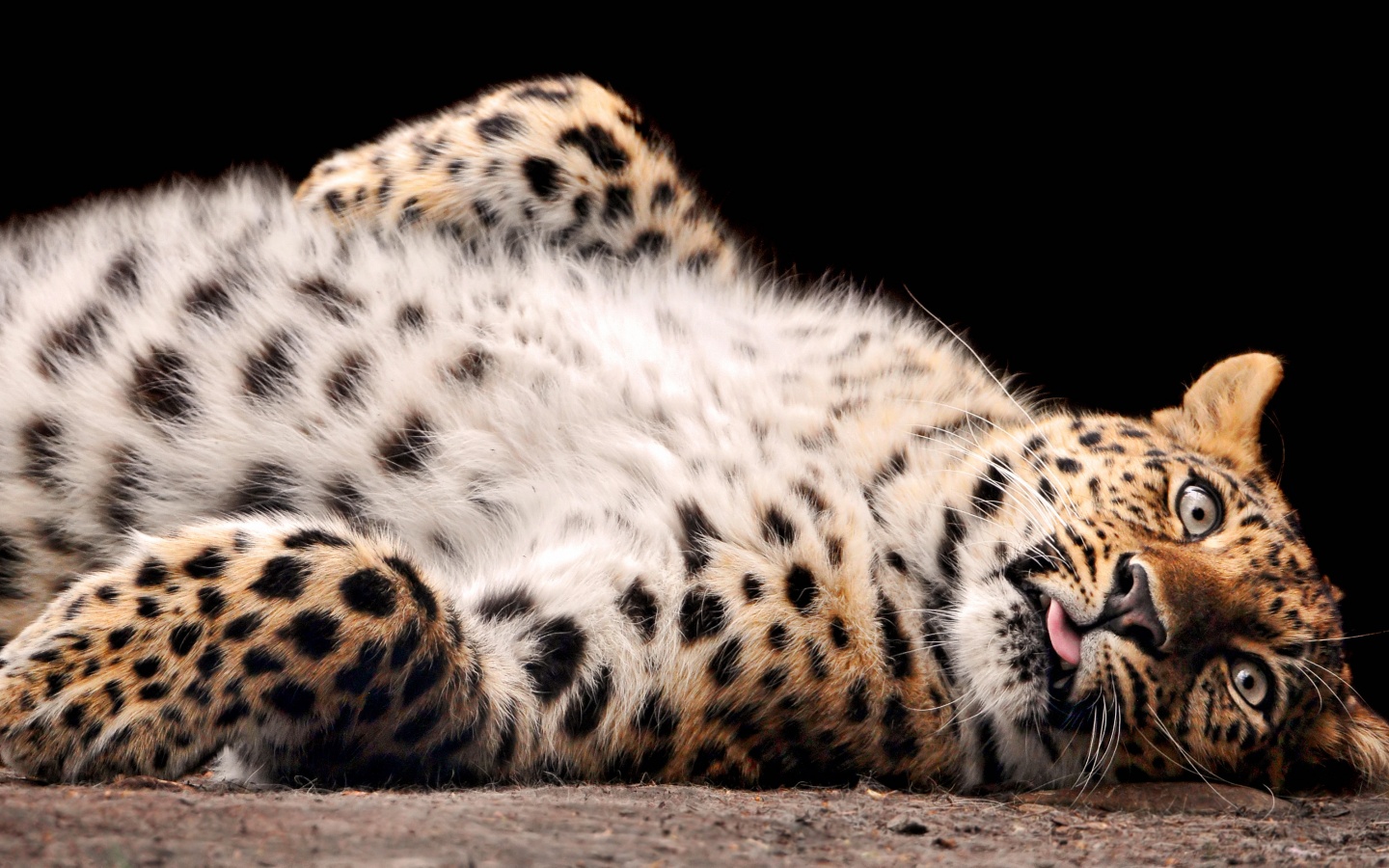 Большая пятнистая кошечка обои