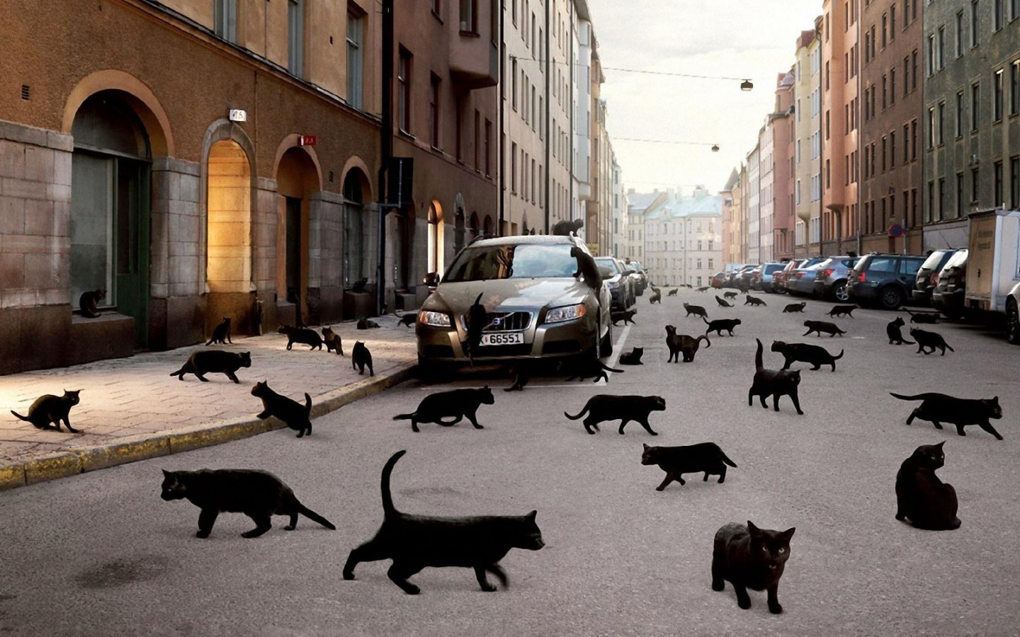 Город кошек обои