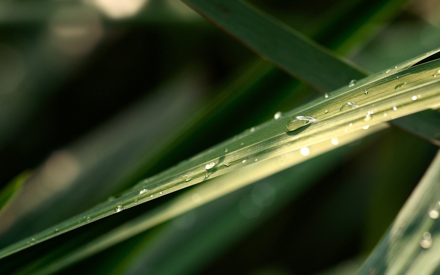 Капли росы на листе обои