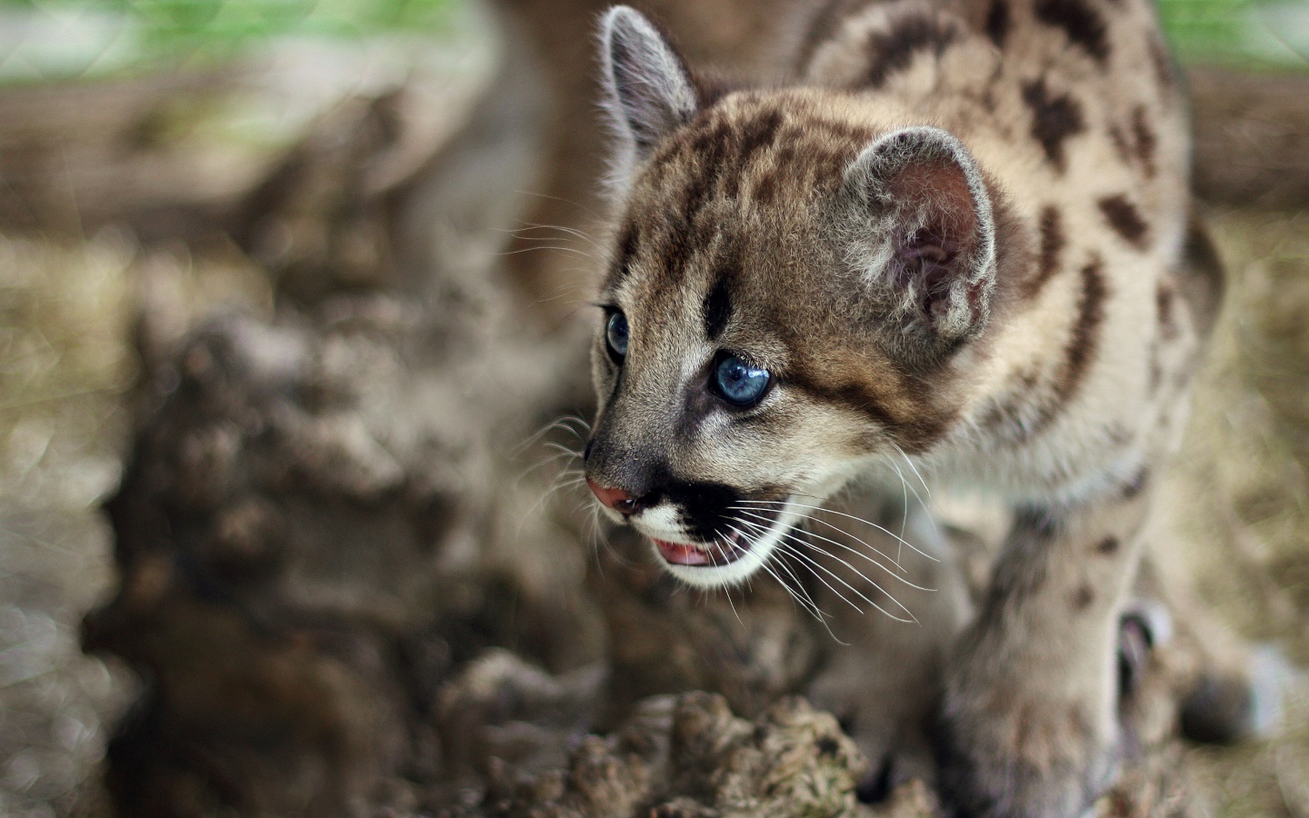 Котенок барса обои