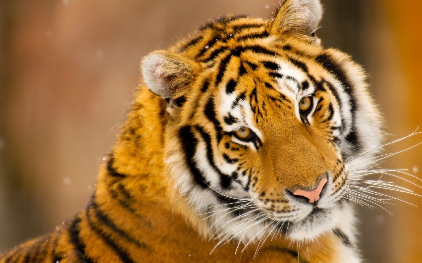 Тигр оборачивается обои