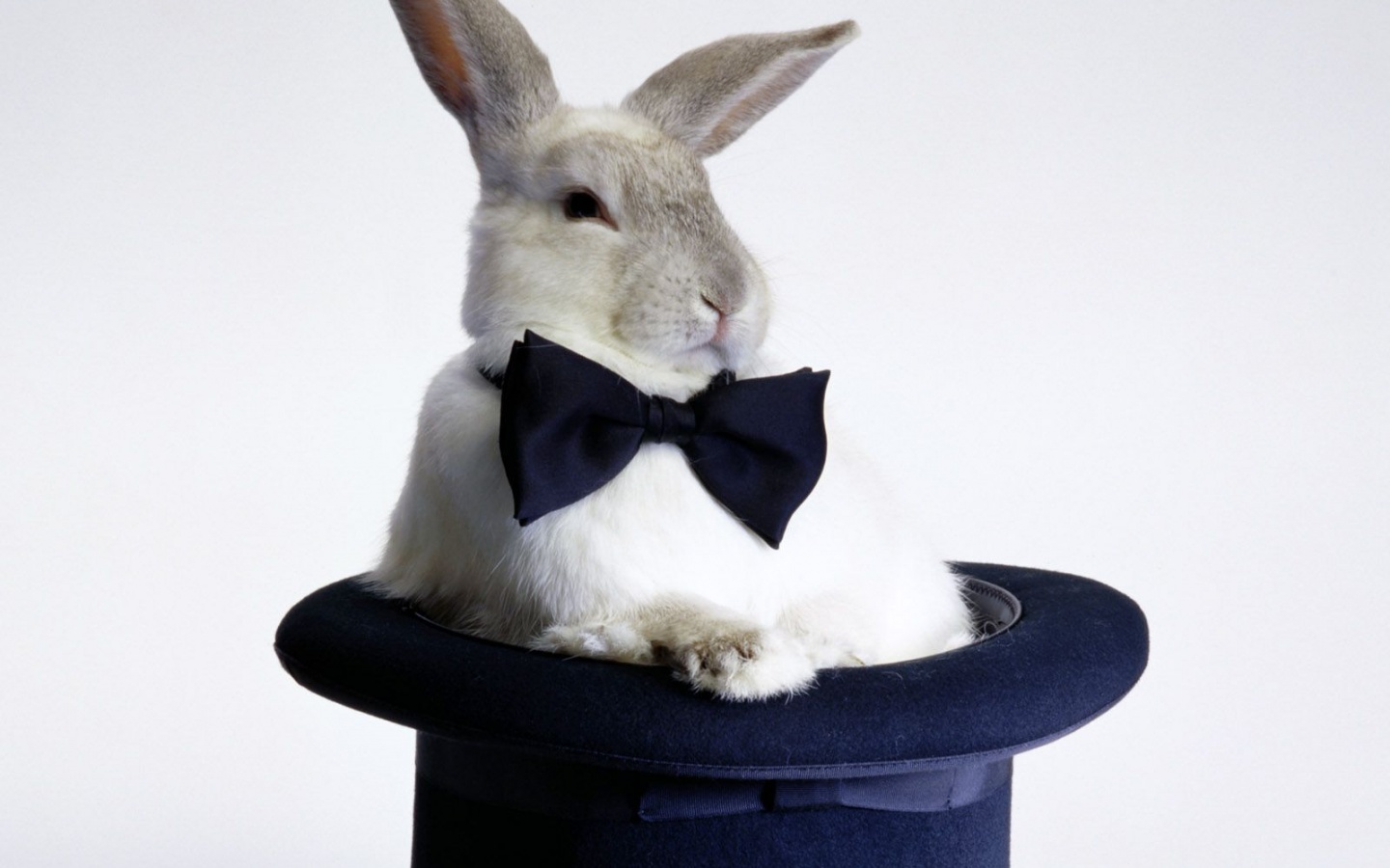 Кролик в цилиндре фокусника обои