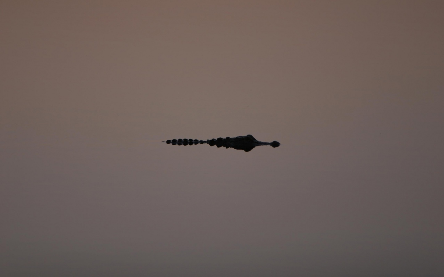 Алигатор обои