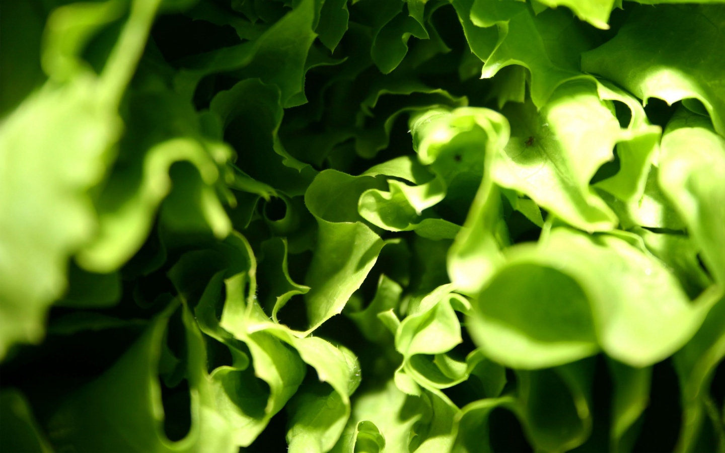 Зеленая листва обои