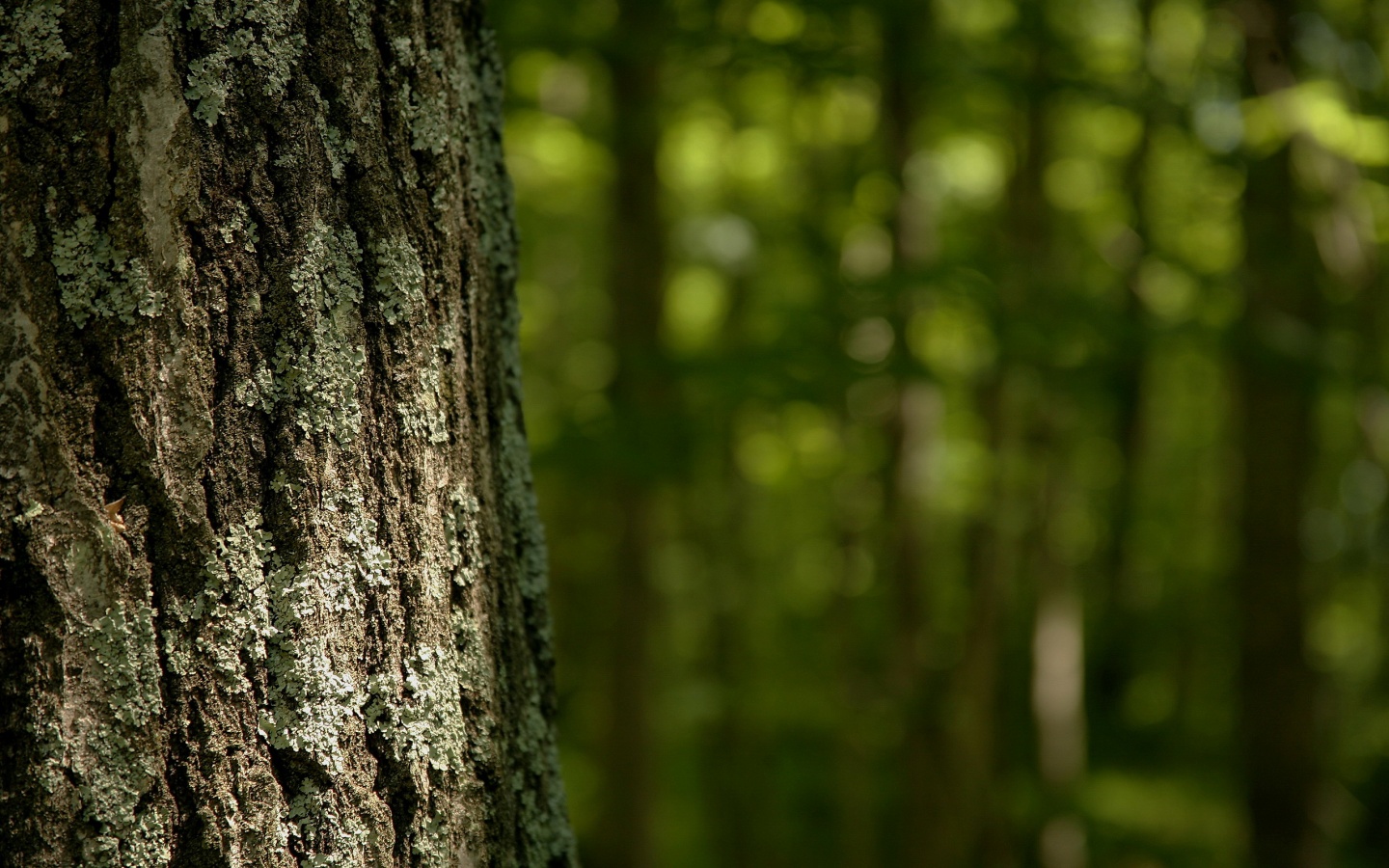 Ствол дерева обои