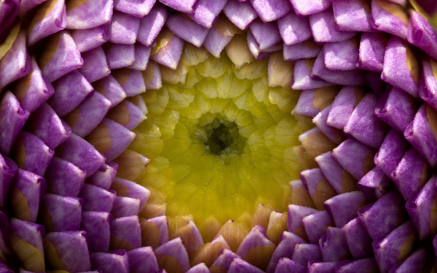 Сердцевина цветка обои