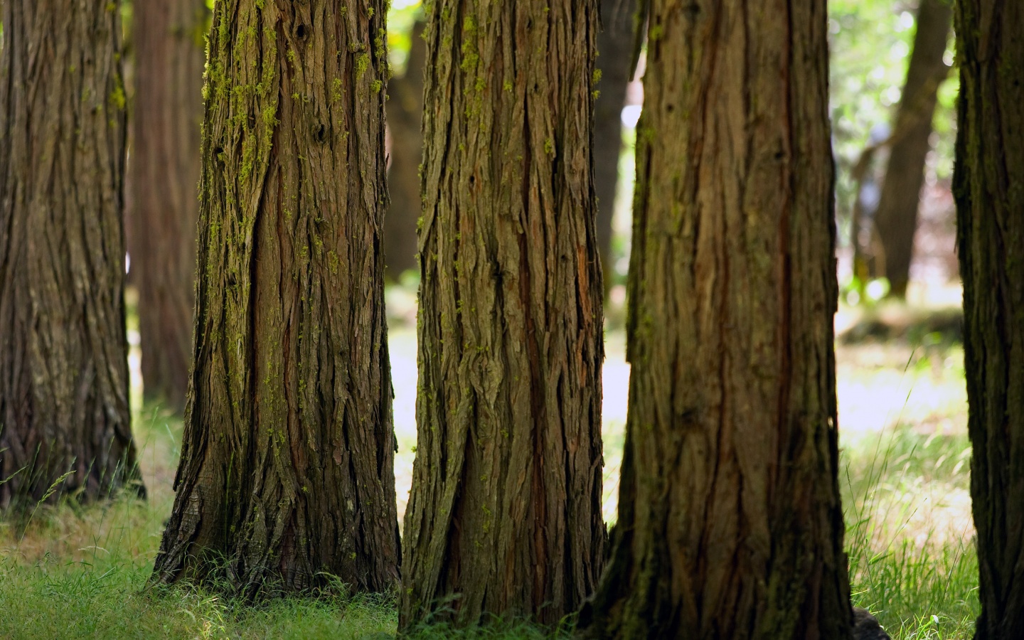 Стволы деревьев  обои