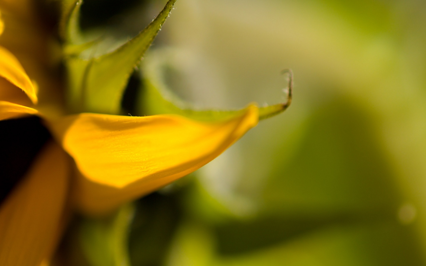 Солнечный цветок обои