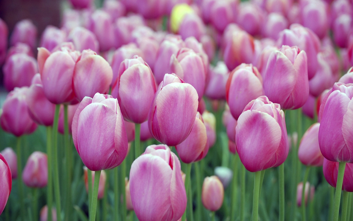Море розовых тюльпанов обои