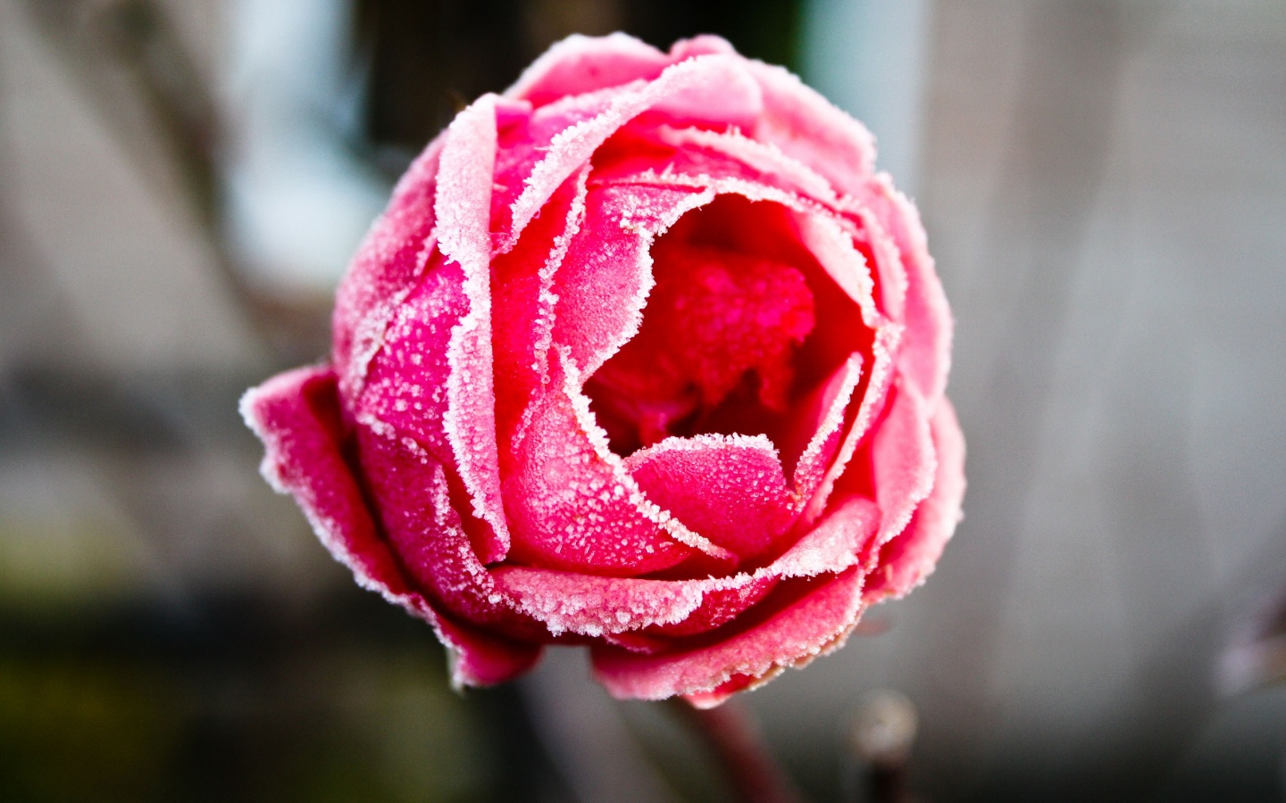 Роза в иние обои