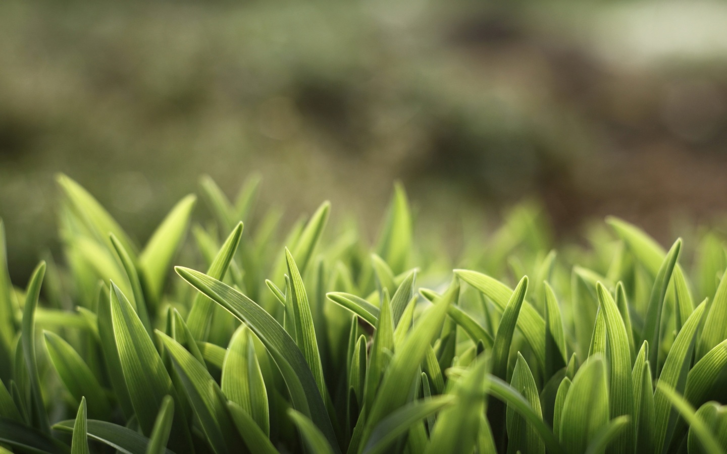 Сочная нежная трава обои