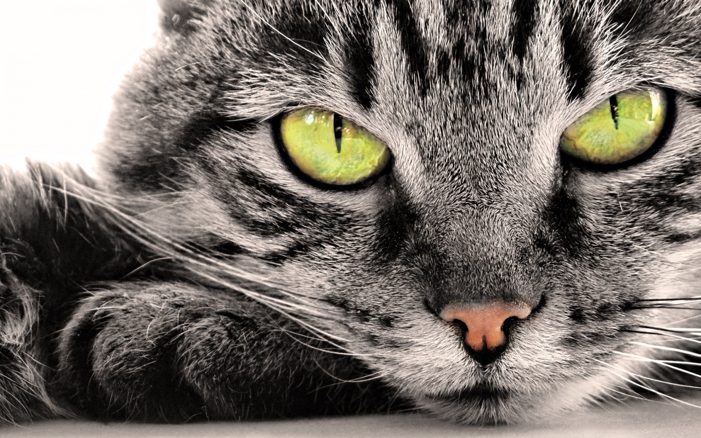 Пристальный кошачий взгляд обои