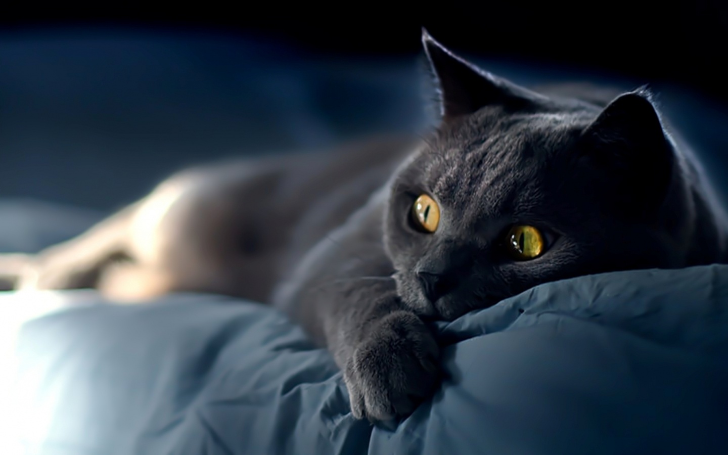 Персидский кот на кровати обои