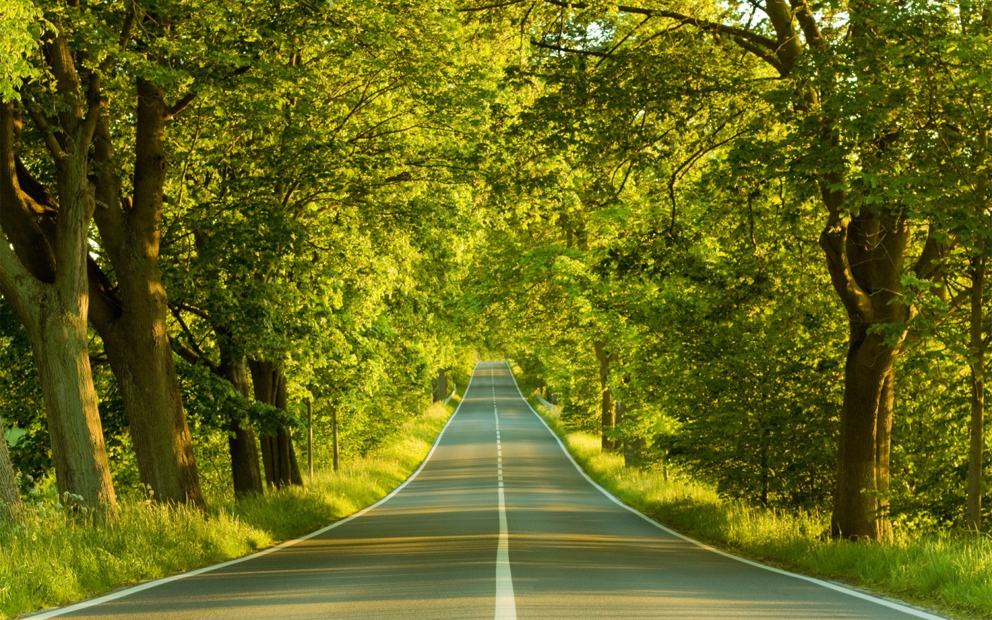 Под горку и в лес обои