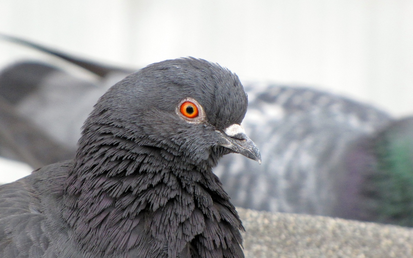 Смотрит в самую душу обои