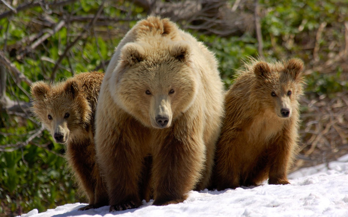 Три медведя обои