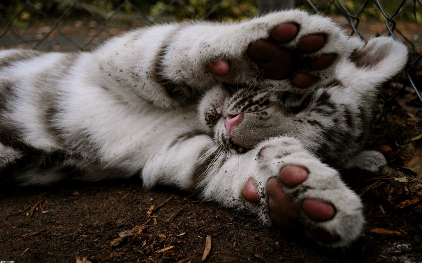 Тигруля обои