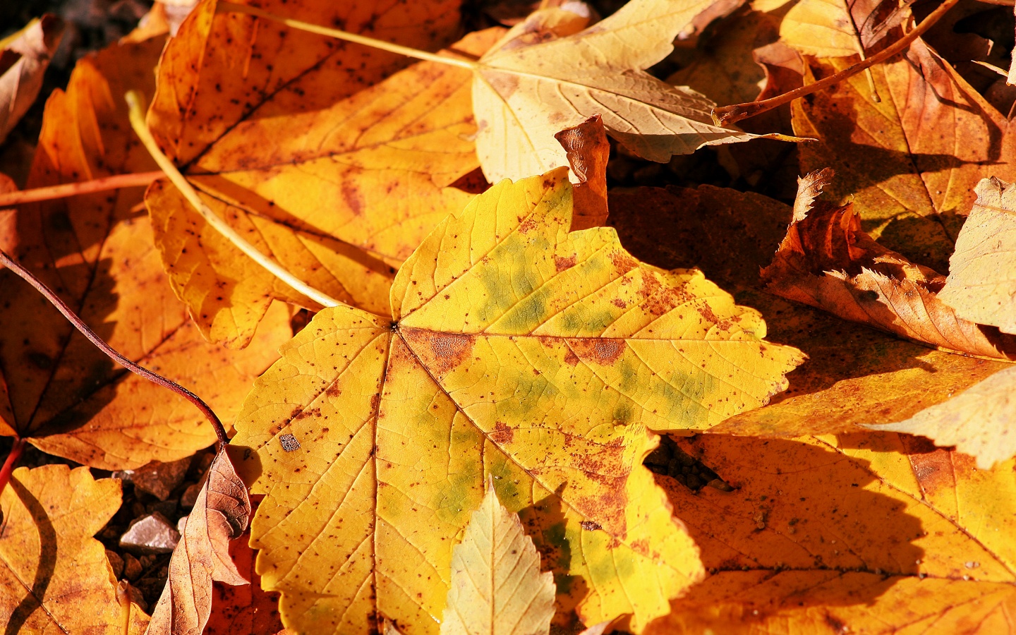 Осенние листья обои