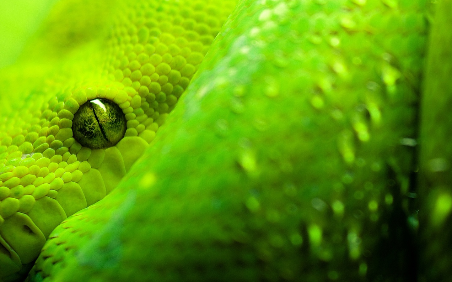 Зелёная змея обои