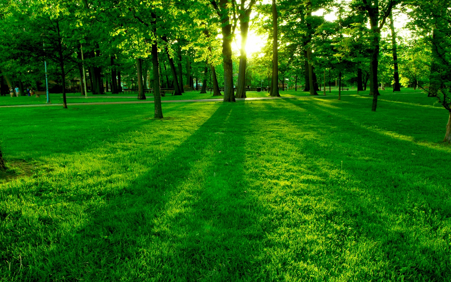 Лучи солнца сквозь листву деревьев обои