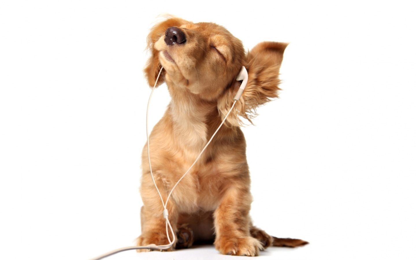 Щенок в наушниках обои