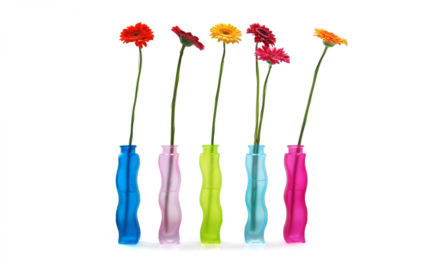 Герберы в изогнутых вазах обои