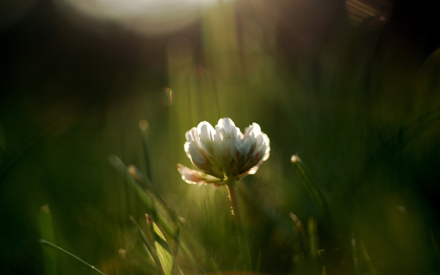 Белый клевер обои