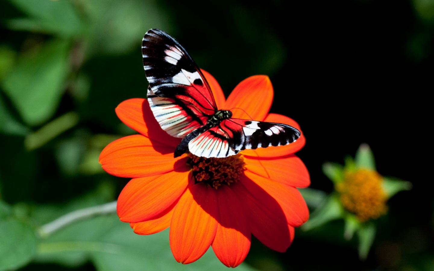 Бабочка на цветке обои