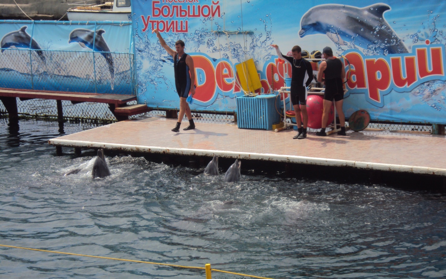 Утро в дельфинарии обои